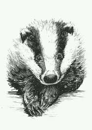 Pin By Caundice Deutsawe On Conexion Animal Badger Illustration Animal Drawings Art