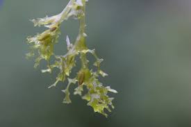 Image result for Najadaceae