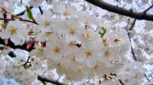 The most common kwanzan cherry tree material is stretched canvas. How To Manage And Id Yoshino Cherry