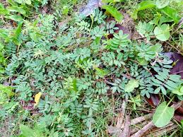 Image result for Tephrosia meisneri