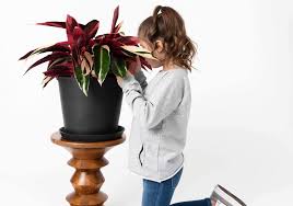 Image result for stromanthe