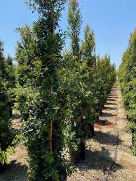 Image result for Eugenia