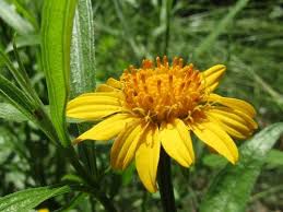 Image result for Pascalia glauca