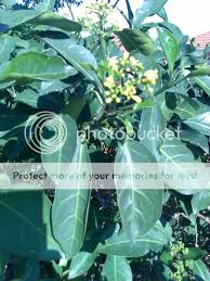 Image result for Psychotria bugoyensis