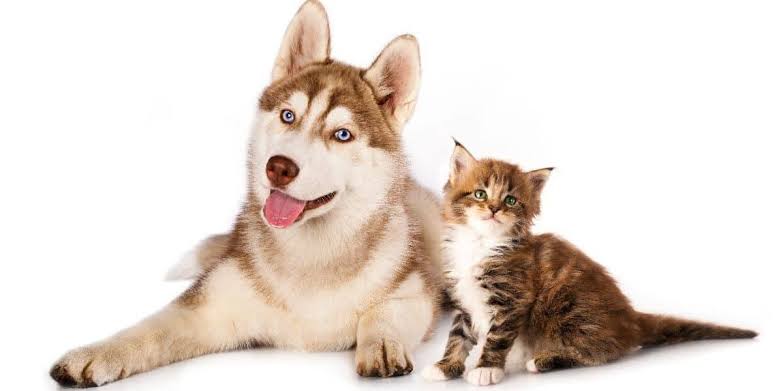 are huskies good with cats