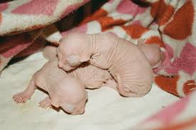Newborn Sphynx Kittens One Day Old Sphynx Kittens Flickr