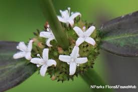 Image result for Spermacoce princeae