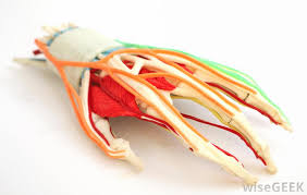If your flexor tendons are damaged, you'll be unable to bend one or more fingers. What Are Tendons With Pictures
