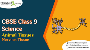 Nervous tissue includes actual nerve cells which includes the locations of their cell bodies in the nervous tissue is found in the brain, spinal cord, and nerves. Cbse Ncert Solutions For Class 9 Animal Tissues Nervous Tissue