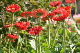 Die herbstzeit als pflanzzeit zu nutzen, um seinen garten fürs frühjahr im neuen glanz erstrahlen zu lassen, wird allerdings von jahr zu jahr weniger war genommen. Gerbera Pflanzen Der Kleine Ratgeber