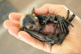 Baby Bat So Sweet Animals Animals Beautiful Cute Animals