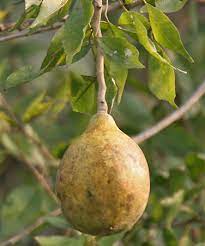 The fruit will come in season. Bel Fruit Fruit And Tree Britannica