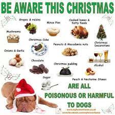 Christmas Warning Chocolate Christmas Pudding Dog Food Recipes Christmas Nuts