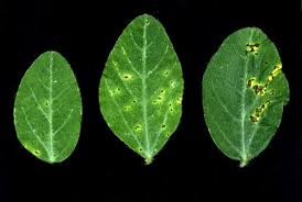 Image result for pseudomonas savastanoi pv nerii oleander symptoms