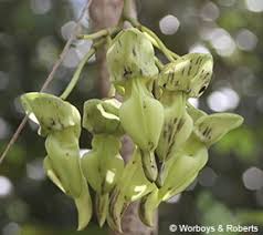 Image result for Mucuna gigantea