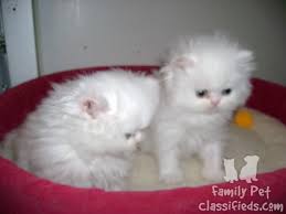 Black And White Persian Cat With Blue Eyes 2 Persian Kittens Snow White With Blue Eyes Breed Cat Kitten Lives In Family They Are Just One Month Persian Kittens Teacup Persian Cats Persian Cats For Sale