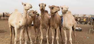Been working for red sun camels for how are camels? 13 Fun Facts About Camels Spana