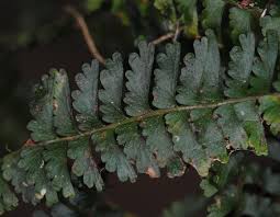 Image result for Lindsaeaceae