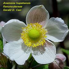 Image result for Ranunculaceae