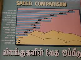 speed comparison of the animals ramyarajesh