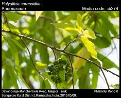 Image result for Huberantha