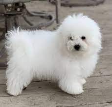 With their breeder, waiting for you! Bolognese Dog Breeder Bolognese Puppies For Sale Bolognese Dog Dog Breeder Cutest Dog Ever