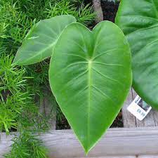 Image result for Remusatia