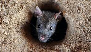 8 petua untuk halau tikus dari rumah berita islam terlengkap. Tikus Tak Akan Berani Datang Selagi Ada Bau 3 Daun Ini Sangat Berkesan Halau Tikus Sebelum Raya Kartel Dakwah