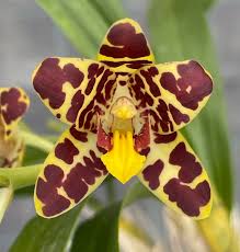 Image result for Ansellia