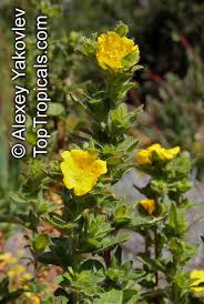 Image result for Heteranthoecia  guineensis