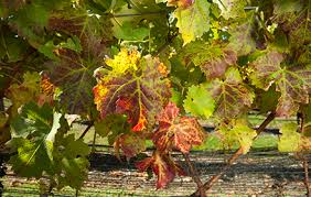 Image result for Grapevine leafroll virus