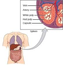 Überprüfen sie die übersetzungen von 'spleen' ins deutsch. Doctor S Life The Spleen Function Facebook