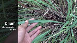Image result for Cymbopogon nardus