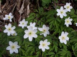 Wood Anemone Wood Anemone Anemone Wood