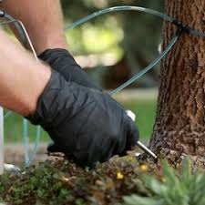 Call our asheville/hendersonville, nc mcneely pest control office today for a free inspection of your home or commercial property! Greene S Tree Service Pest Control 3765 Evans Rd Hendersonville Nc Phone Number Yelp