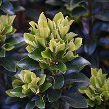 Image result for Eulophia calantha