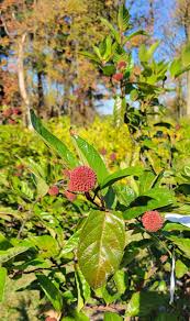 Image result for Cephalanthus