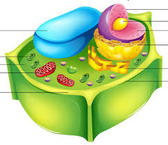 Reactants are gathered in chloroplasts. 7 2 Plant Cell Id And Function 2 Diagram Quizlet