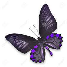 We did not find results for: Beautiful Black And Purple Butterfly Isolated On White Background Stock Photo Picture And Royalty Free Image Image 27657562