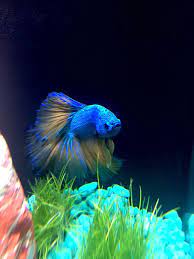 First of all, i'm guessing paradise betta is a name they gave to this betta, because i can't find this name elsewhere. A Betta Alternative To The Blue Tang The Paradise Betta Bettaboxx