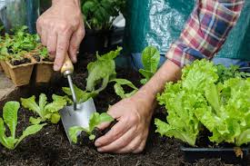 Apr 15, 2021 · best plants for zone 5. Zone 5 Vegetable Planting When Do You Plant Vegetables In Zone 5 Gardens