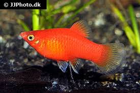 Platies And Mollies: Their Similarities And Differences
