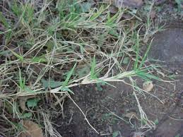 Jenis rumput ini sangat mudah hidup, terlebih di daerah yang kering sesuai dengan asal. Vascular Plants Of The Gila Wilderness Cynodon Dactylon