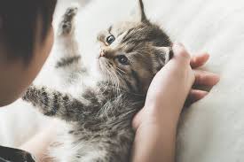 Prenom chat male en p. Un Prenom En S Pour Mon Chat En 2021