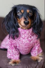 Black And Tan Long Haired Dachshund Puppy Longhaired Black And Tan Dachshund Puppy Dogs Dogs In Clothes Dogsinclothes Dachshund Funny Dachshund Black And Tan Dachshund