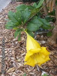 Image:cupofgold1.jpg image:cupofgold2.jpg image:solandra maxima img 1811.jpg|funchal: Solandra Grandiflora Cup Of Gold Vine Chalice Vine Toptropicals Com