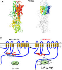 By now you already know that, whatever you are looking for, you're sure to find it on aliexpress. Proteins With Calmodulin Like Domains Structures And Functional Roles Springerlink