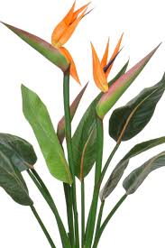 Maybe you would like to learn more about one of these? Buy Artificial Flowering Tropical Bird Of Paradise Tree 103cm Premium Quality Extremely Life Like Free Uk Mainland Delivery