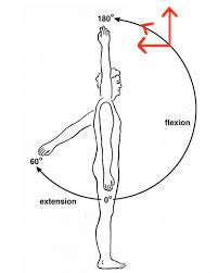 Like the supraspinatus, can be done in lateral recumbent. Shoulder Flexion And Extension With Arrows B Reddy Org