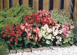 какие цветы посадить на клумбе чтобы цвели все лето фото Kakie Nizkoroslye Cvety Posadit V Klumbu Chtoby Cveli Vse Leto Begoniya Pochvopokrovnye Rasteniya Klumby